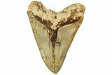 Serrated, Fossil Megalodon Tooth - Indonesia #214761-1